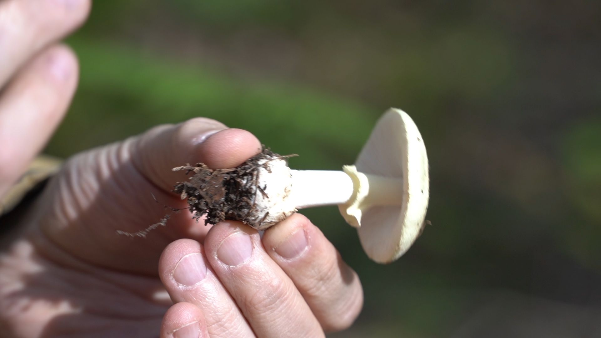 грибы, грибной сезон, Шатура,