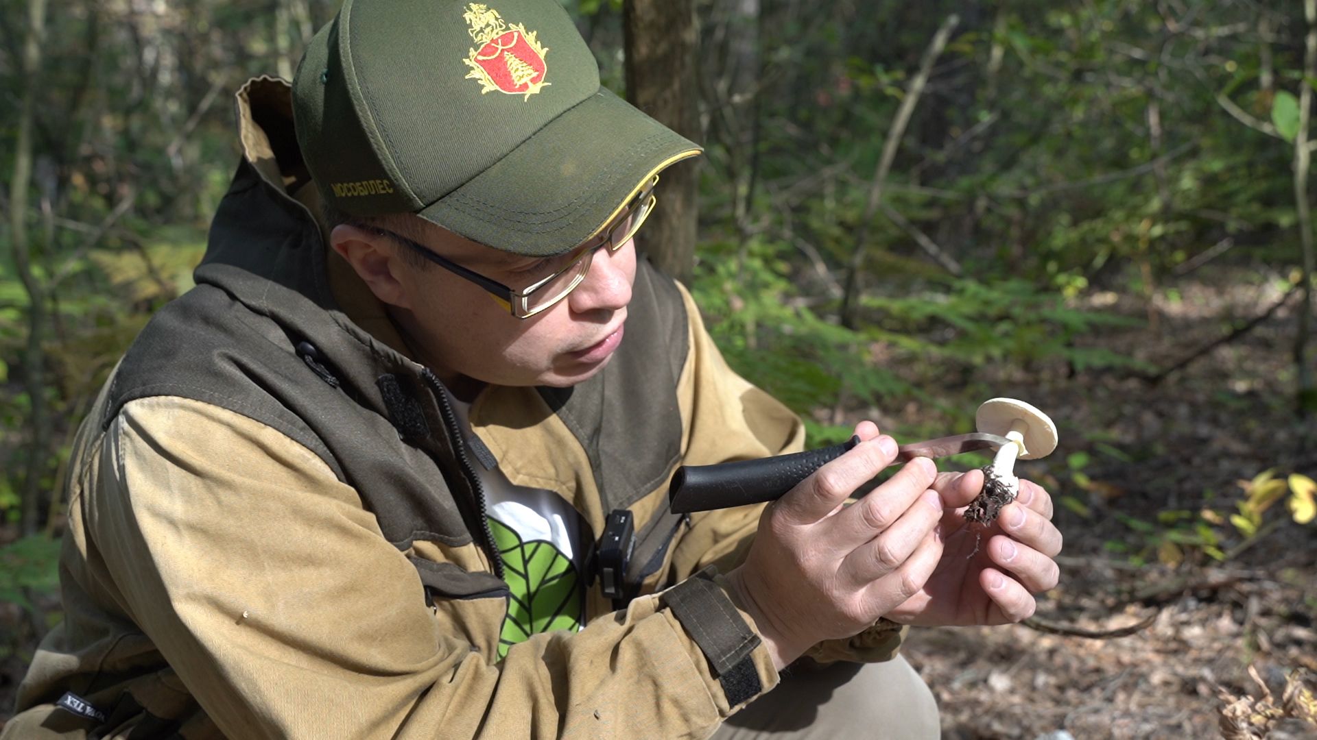 грибы, грибной сезон, Шатура,
