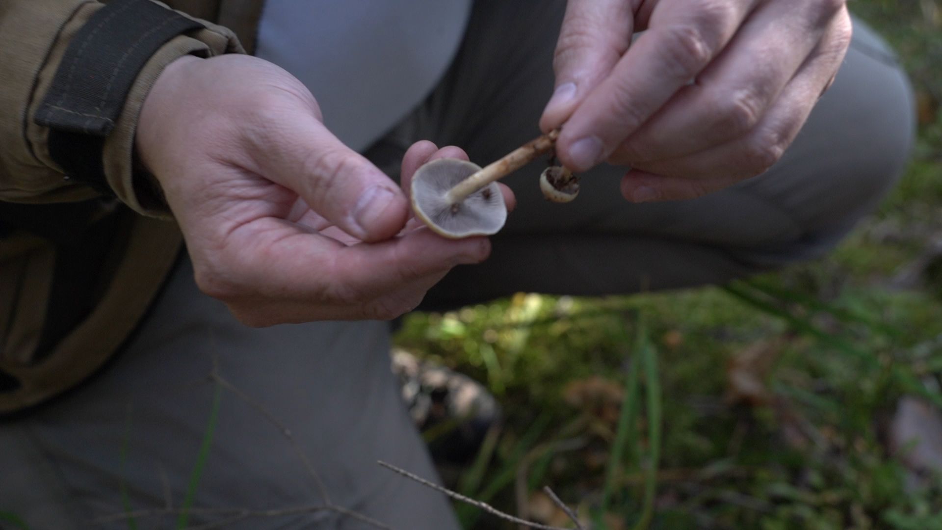 грибы, грибной сезон, Шатура,
