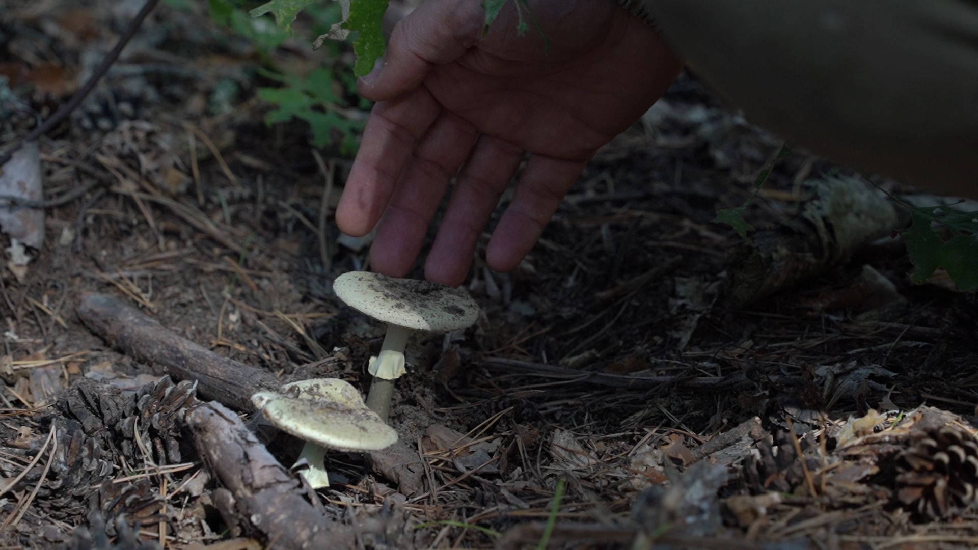 грибы, грибной сезон, Шатура,