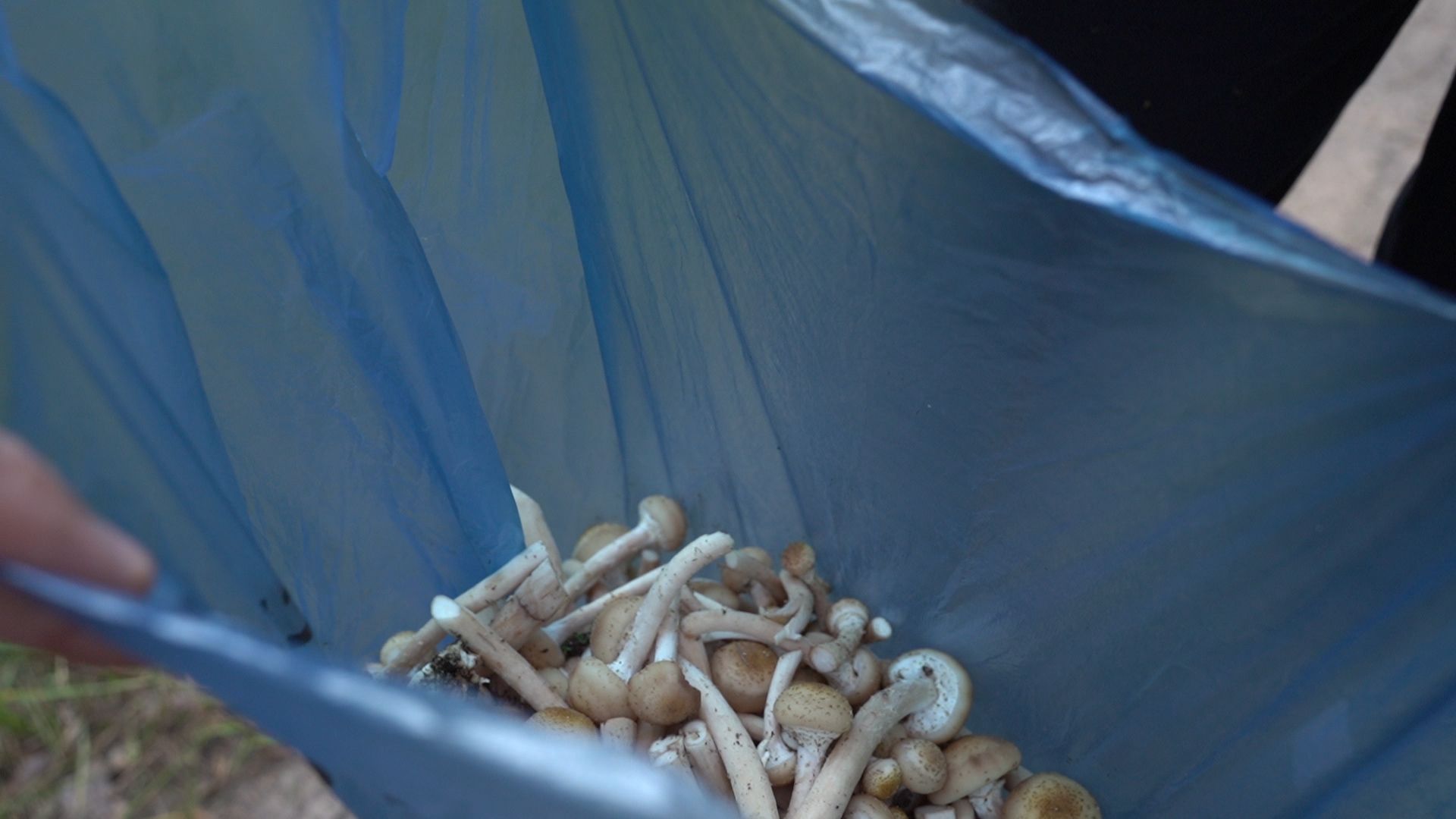 грибы, грибной сезон, Шатура,