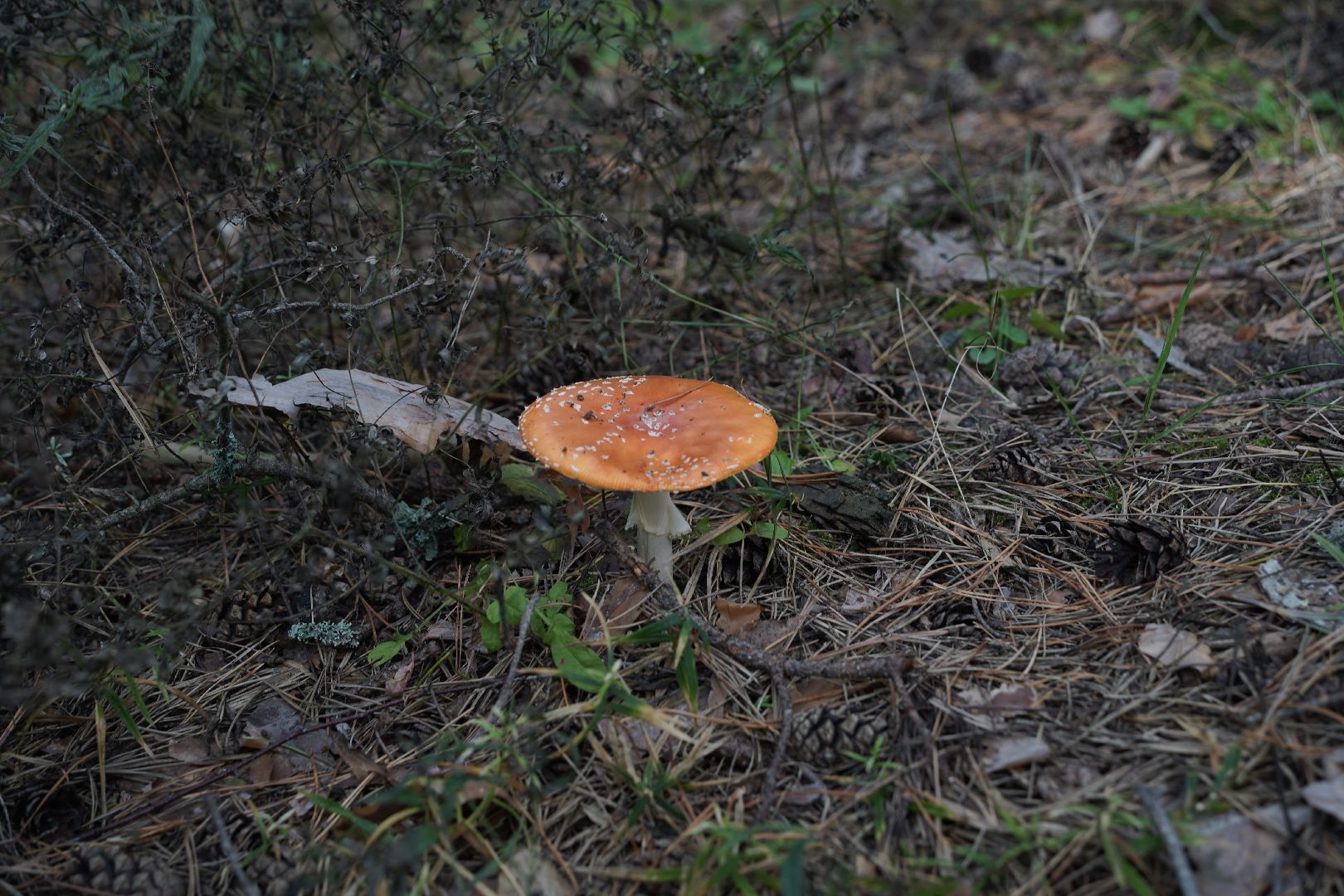 грибы, грибной сезон, Шатура,