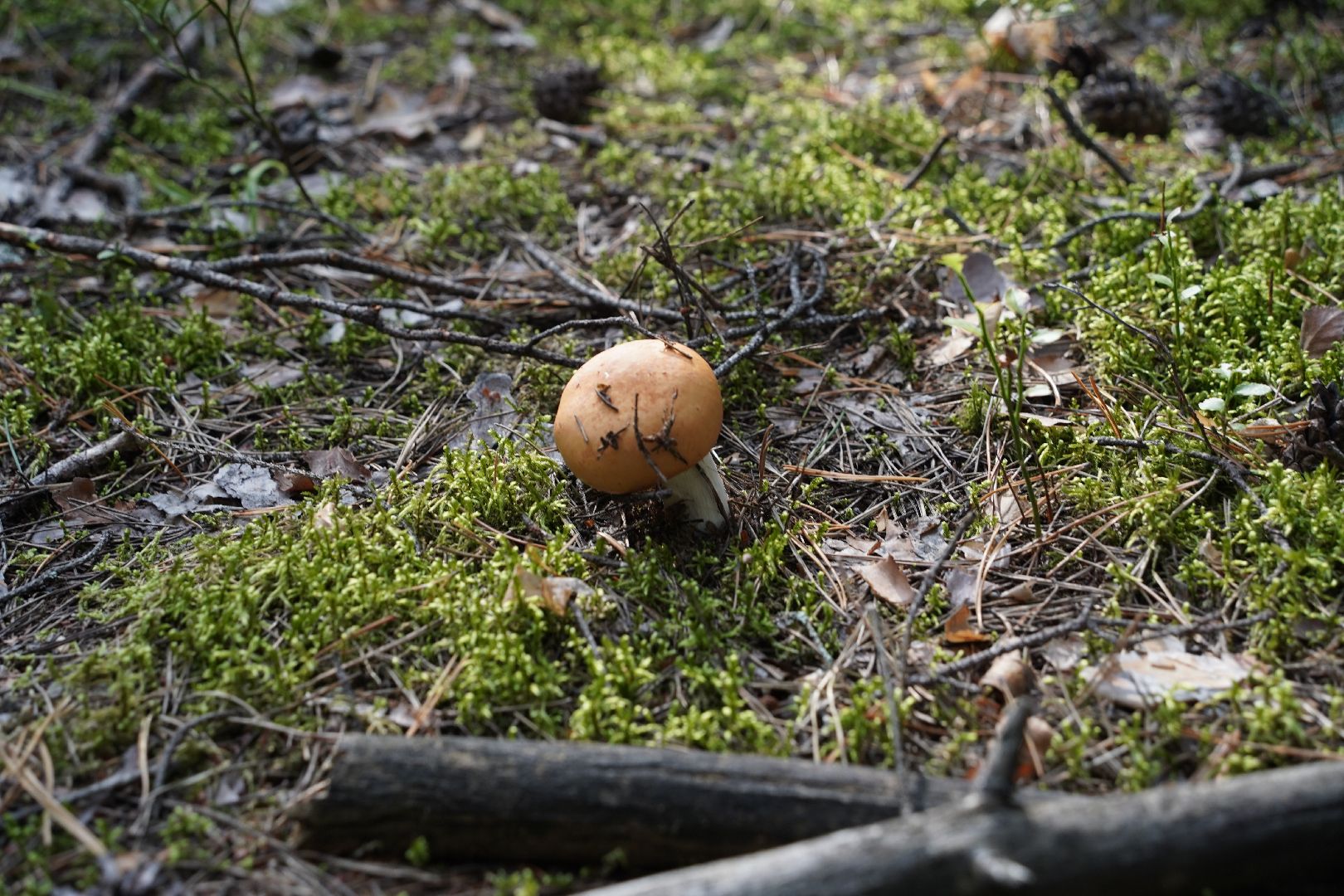 грибы, грибной сезон, Шатура,