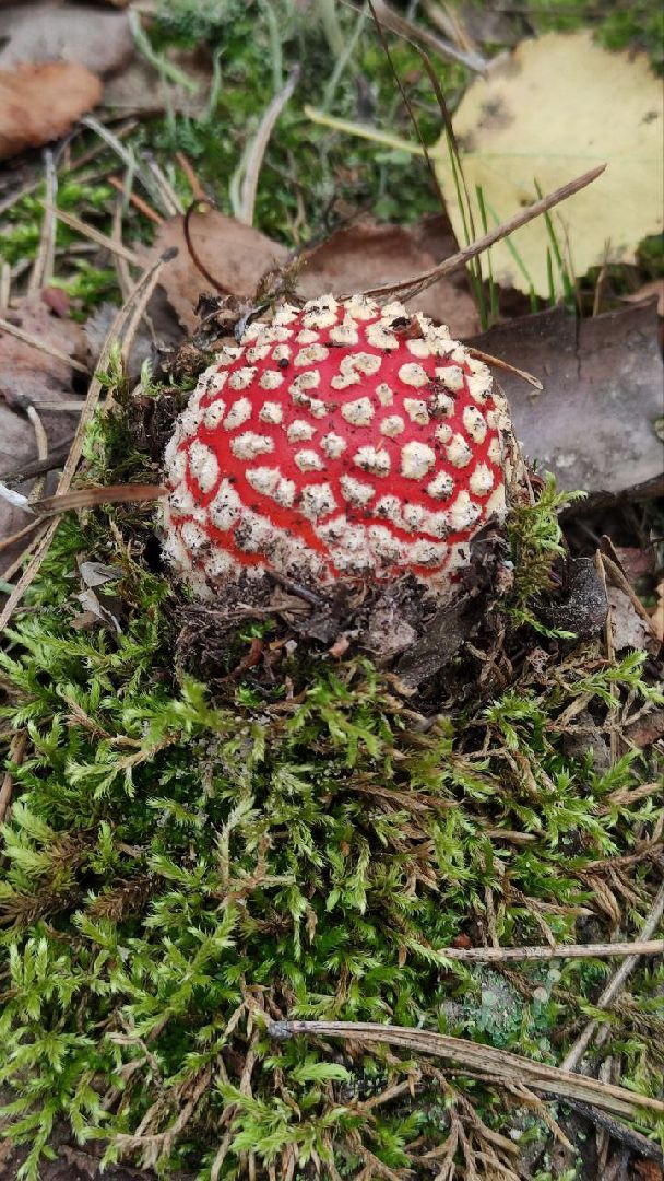 грибной сезон, грибы, Шатура,