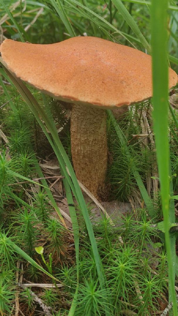 грибной сезон, грибы, Шатура,