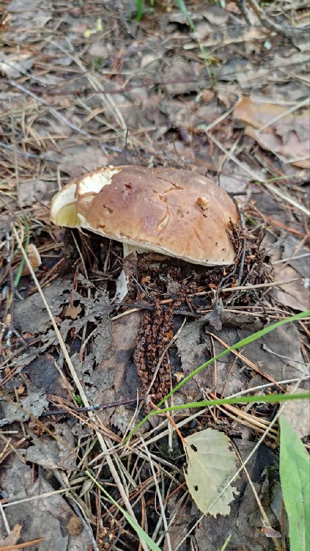 грибной сезон, грибы, Шатура,