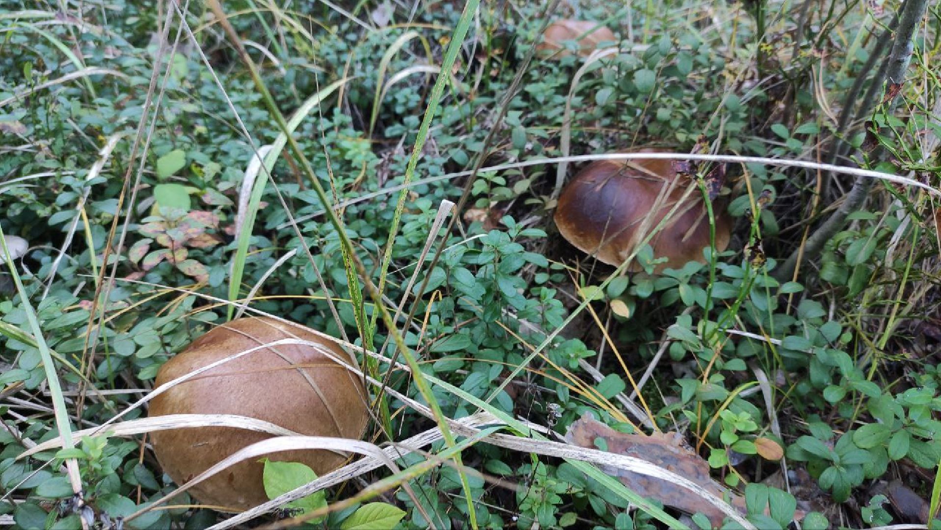 грибной сезон, грибы, Шатура,