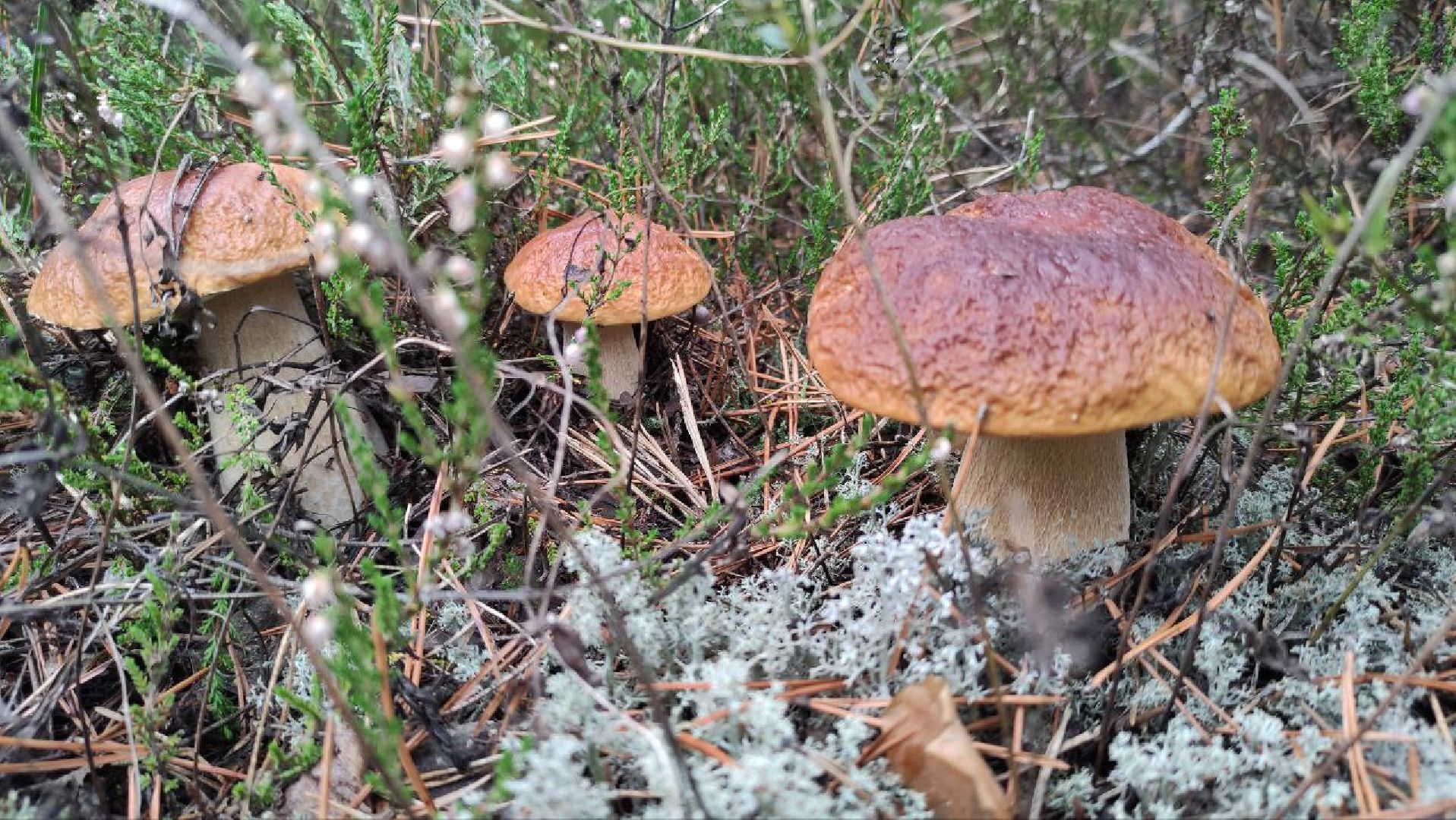 грибной сезон, грибы, Шатура,