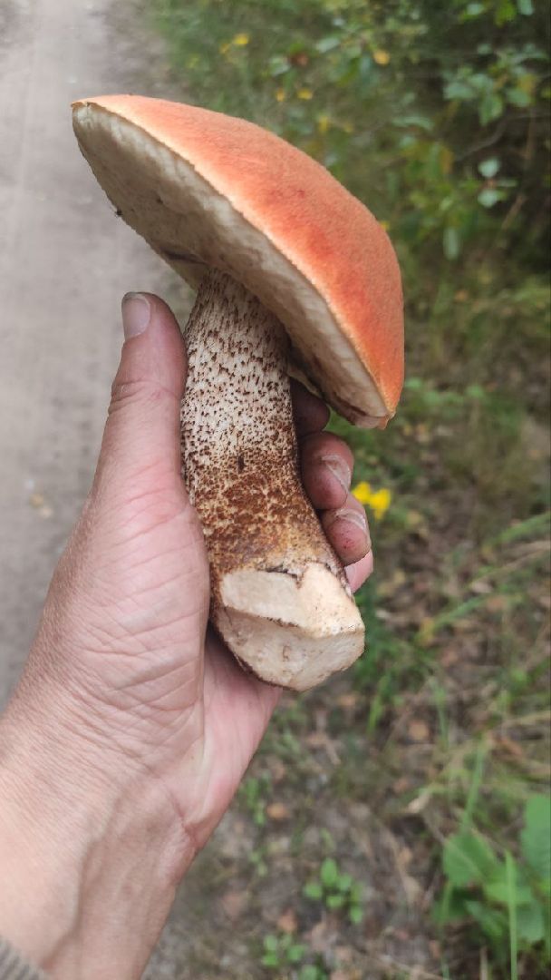 грибной сезон, грибы, Шатура,