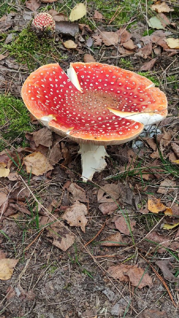 грибной сезон, грибы, Шатура,