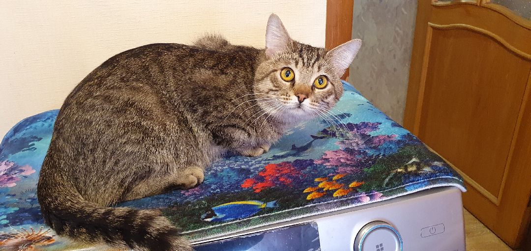 Дзержинский, безопасность, газовый анализатор, Подмосковье,ЖКХ