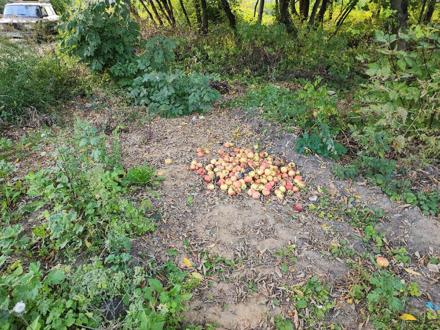 домодедово, мусор,