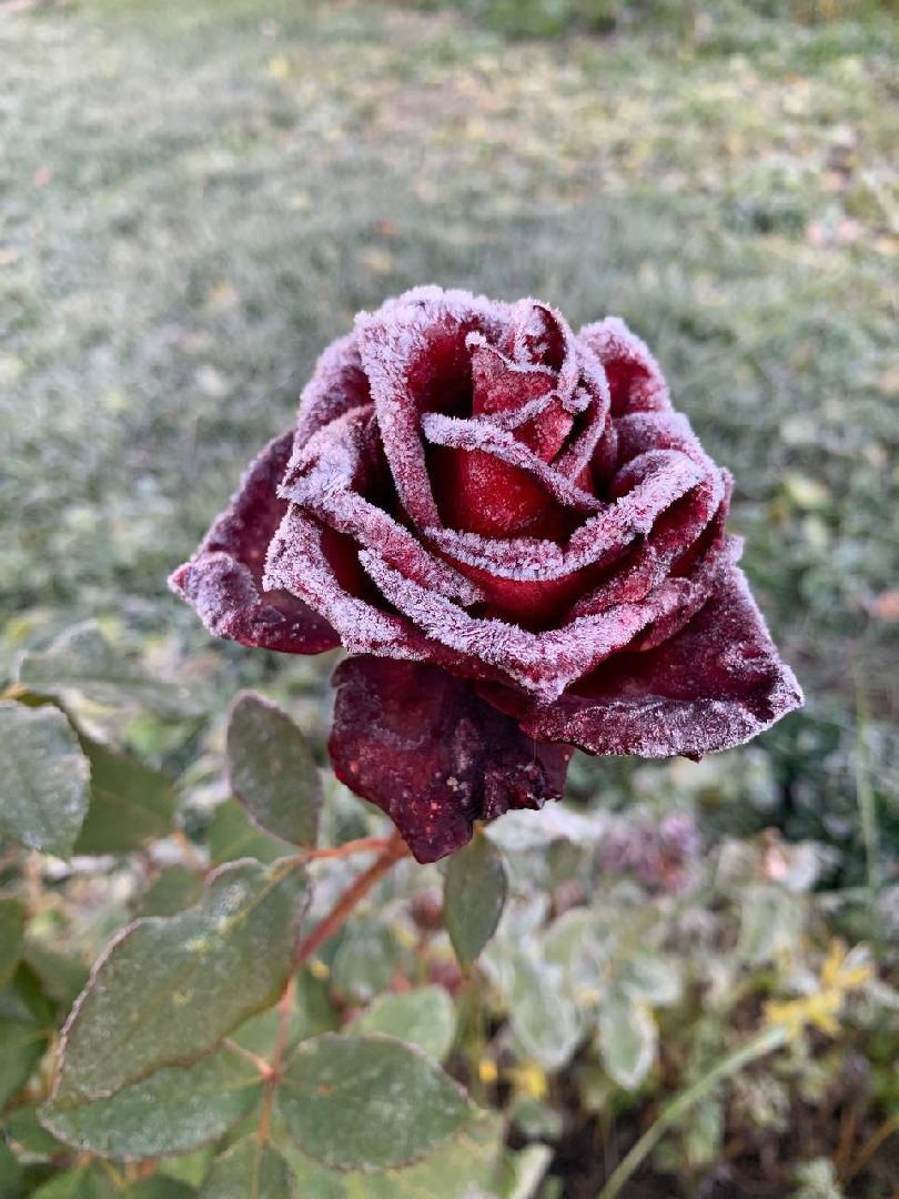 кашира, парк, фотоконкурс, осень, грибы, рога,