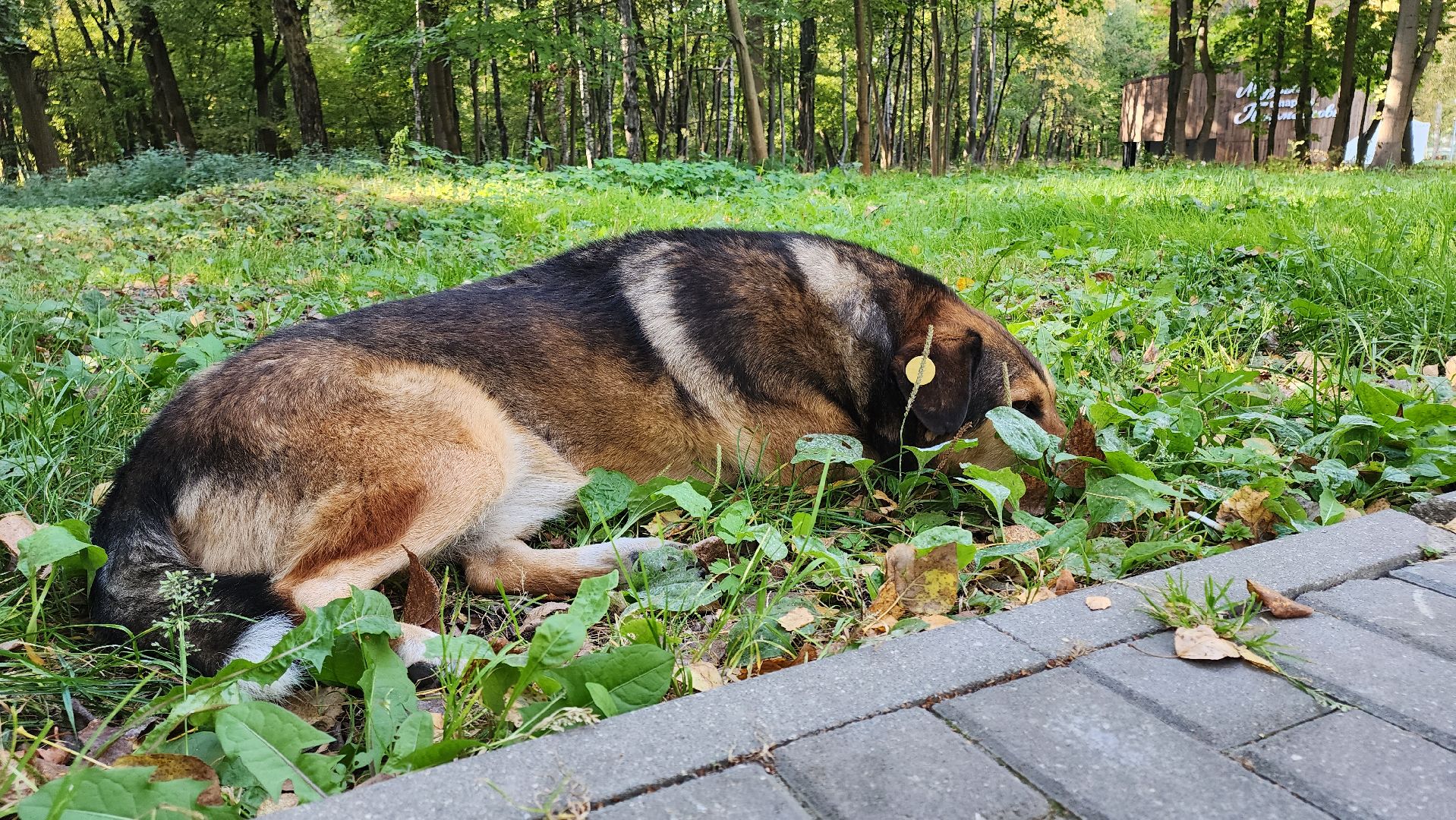 кашира, парк, фотоконкурс, осень, грибы, рога,