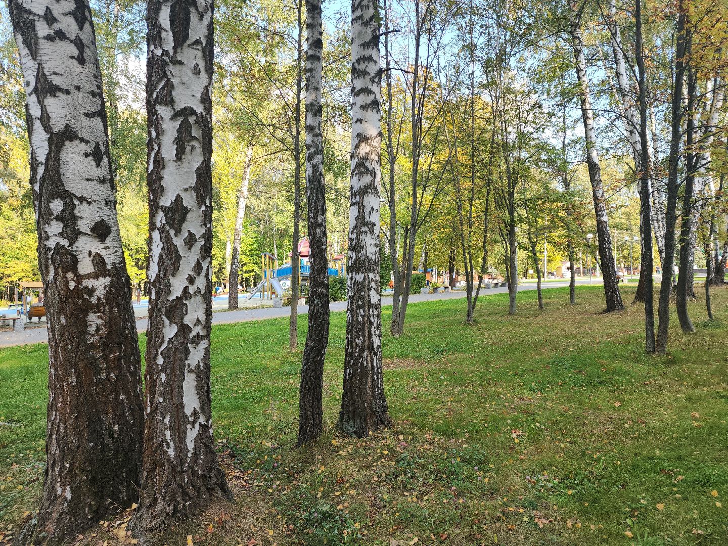 кашира, парк, фотоконкурс, осень, грибы, рога,