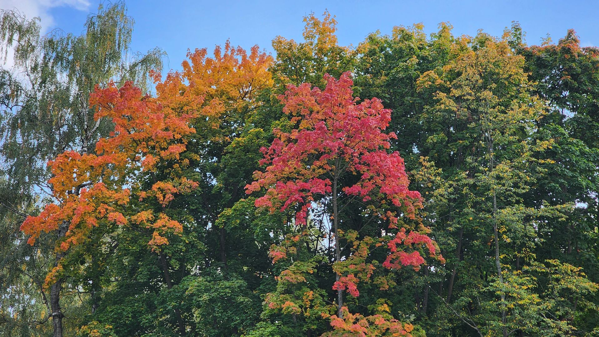 кашира, парк, фотоконкурс, осень, грибы, рога,