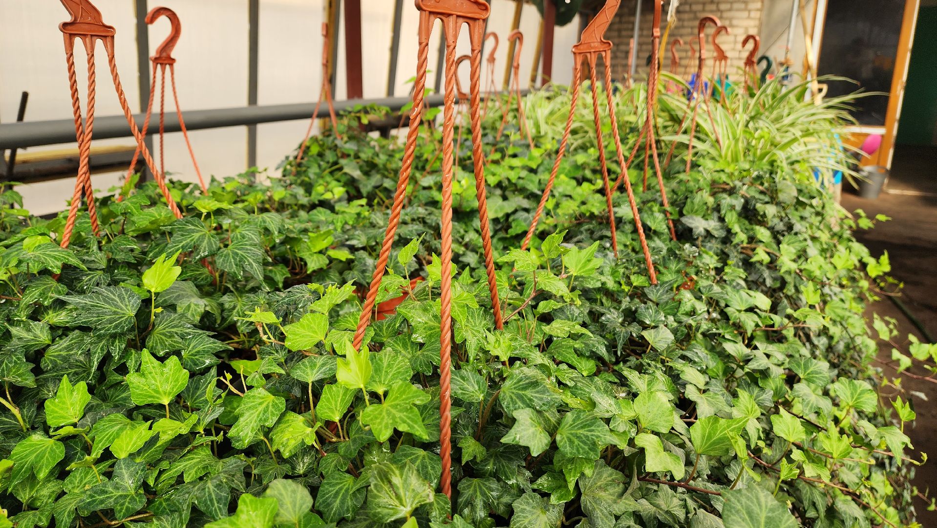 Подмосковье, городской округ пушкинский, Ивантеевка, сельское хозяйство,