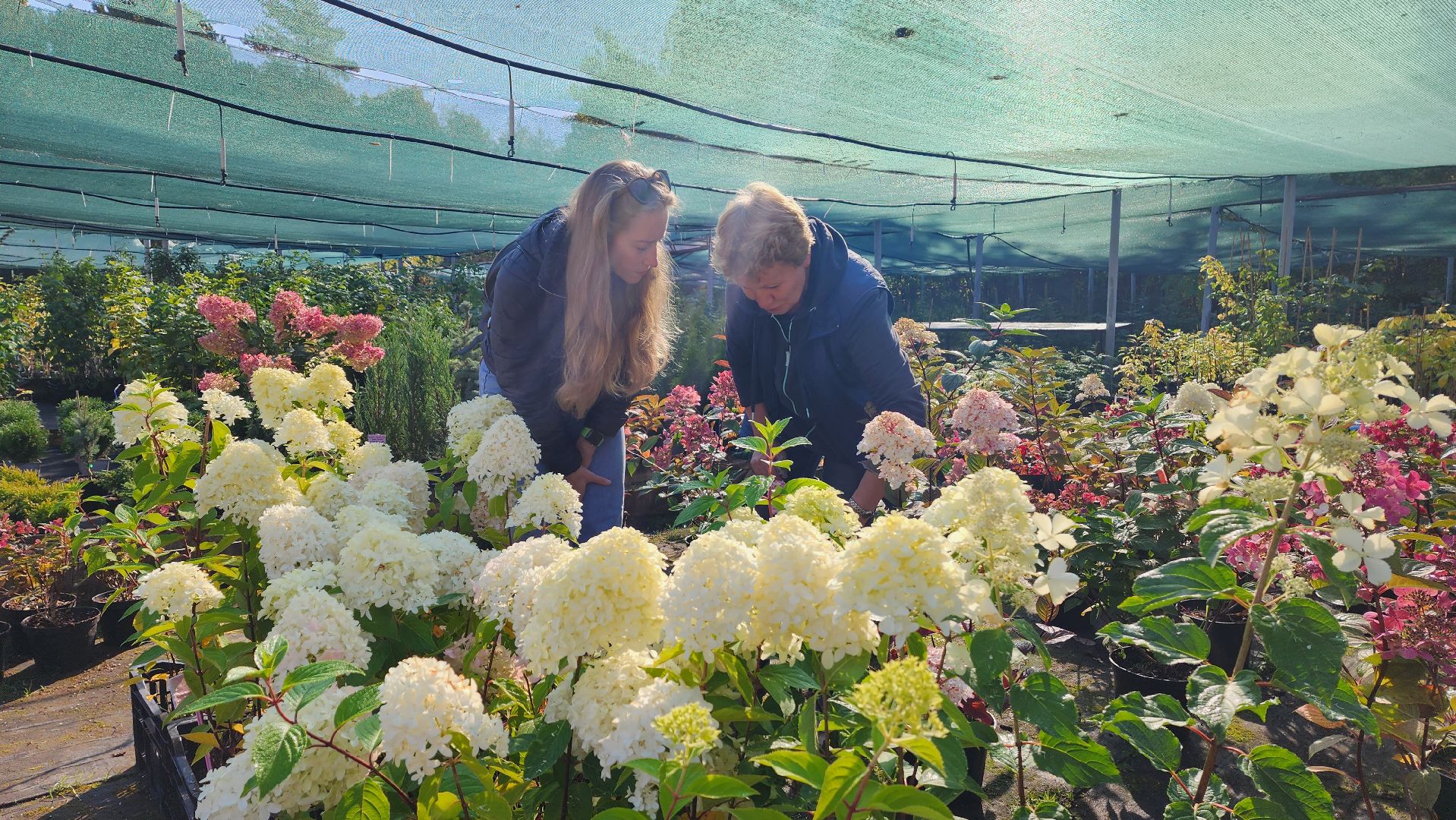 Подмосковье, городской округ пушкинский, Ивантеевка, сельское хозяйство,