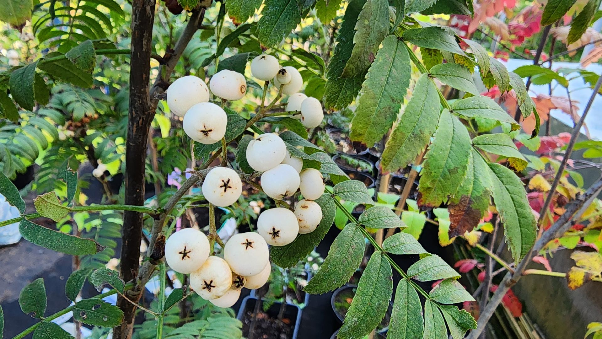 Подмосковье, городской округ пушкинский, Ивантеевка, сельское хозяйство,