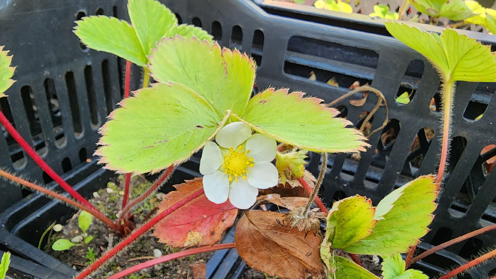 Подмосковье, городской округ пушкинский, Ивантеевка, сельское хозяйство,