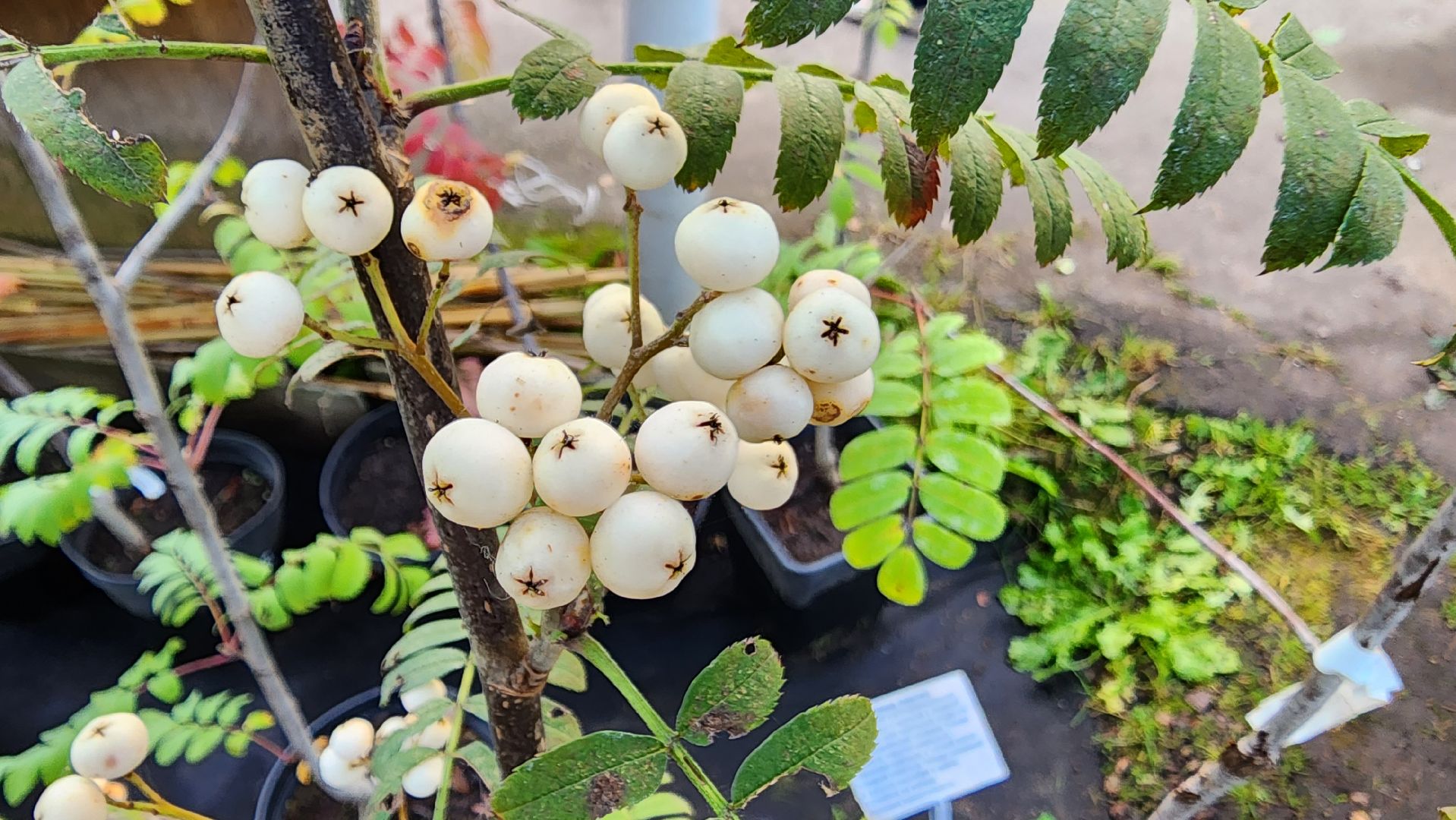 Подмосковье, городской округ пушкинский, Ивантеевка, сельское хозяйство,