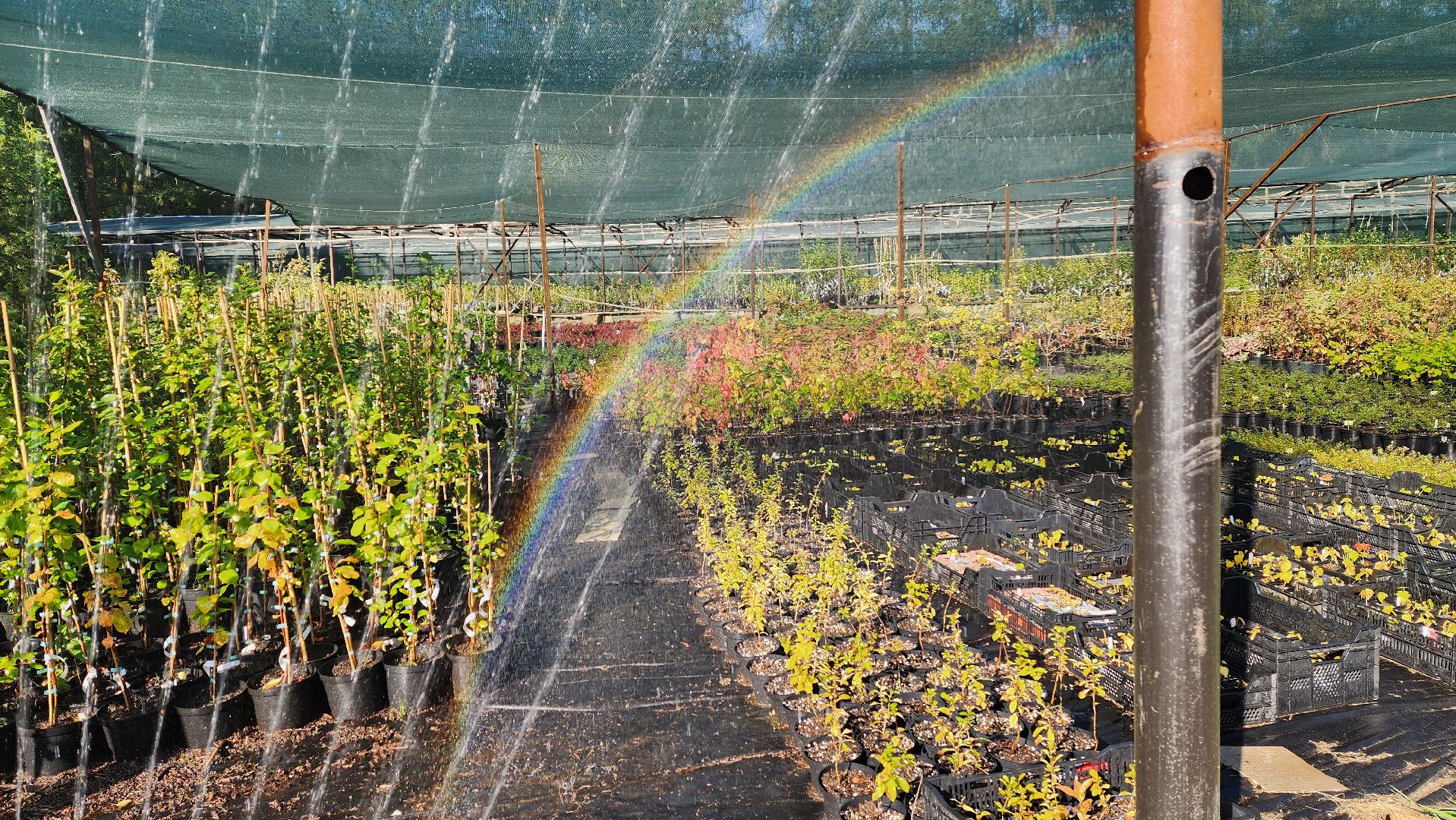 Подмосковье, городской округ пушкинский, Ивантеевка, сельское хозяйство,