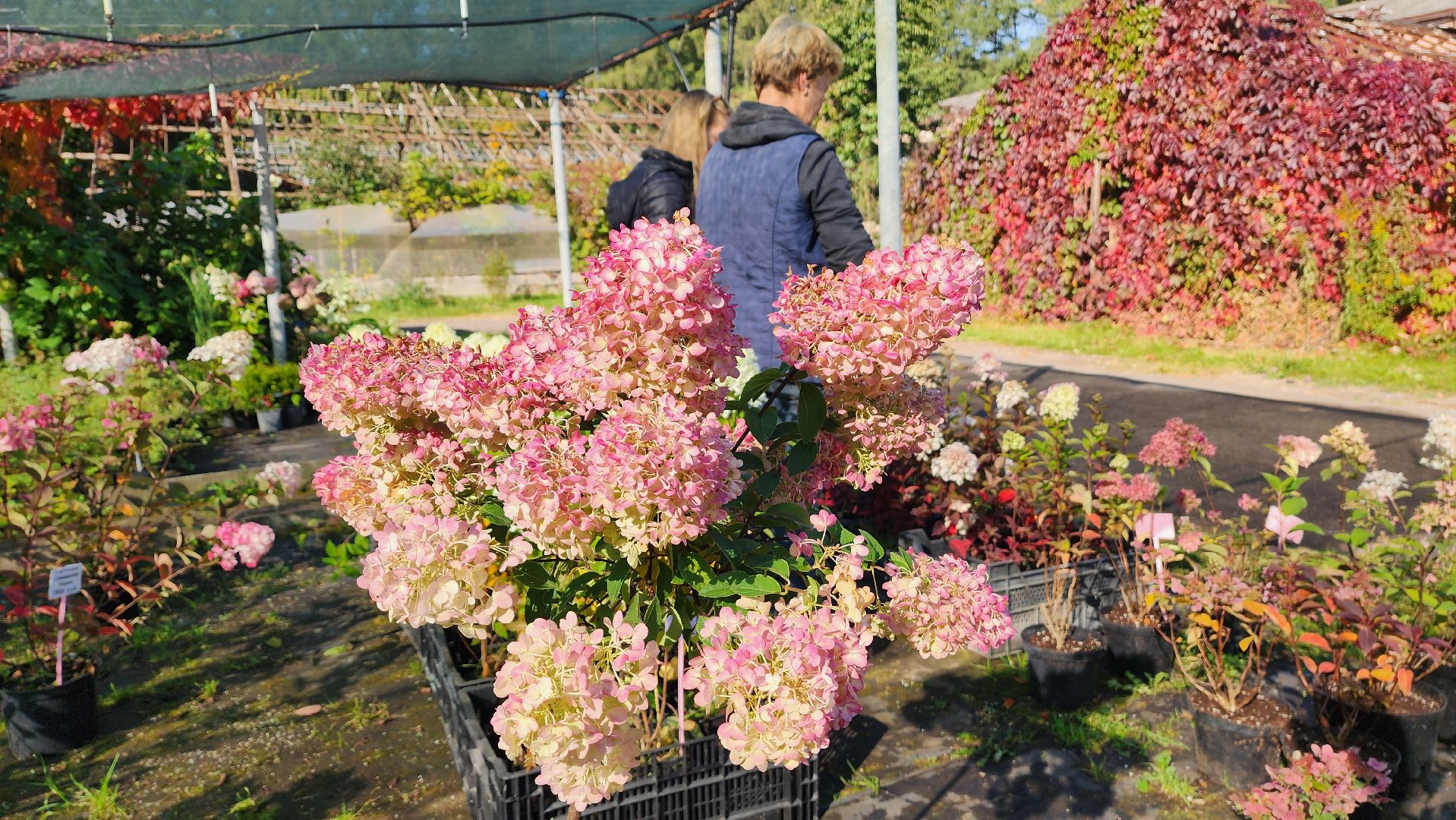 Подмосковье, городской округ пушкинский, Ивантеевка, сельское хозяйство,
