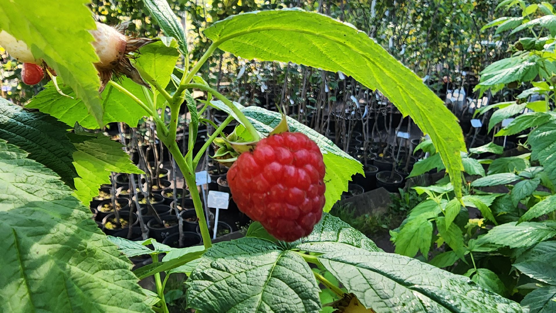 Подмосковье, городской округ пушкинский, Ивантеевка, сельское хозяйство,
