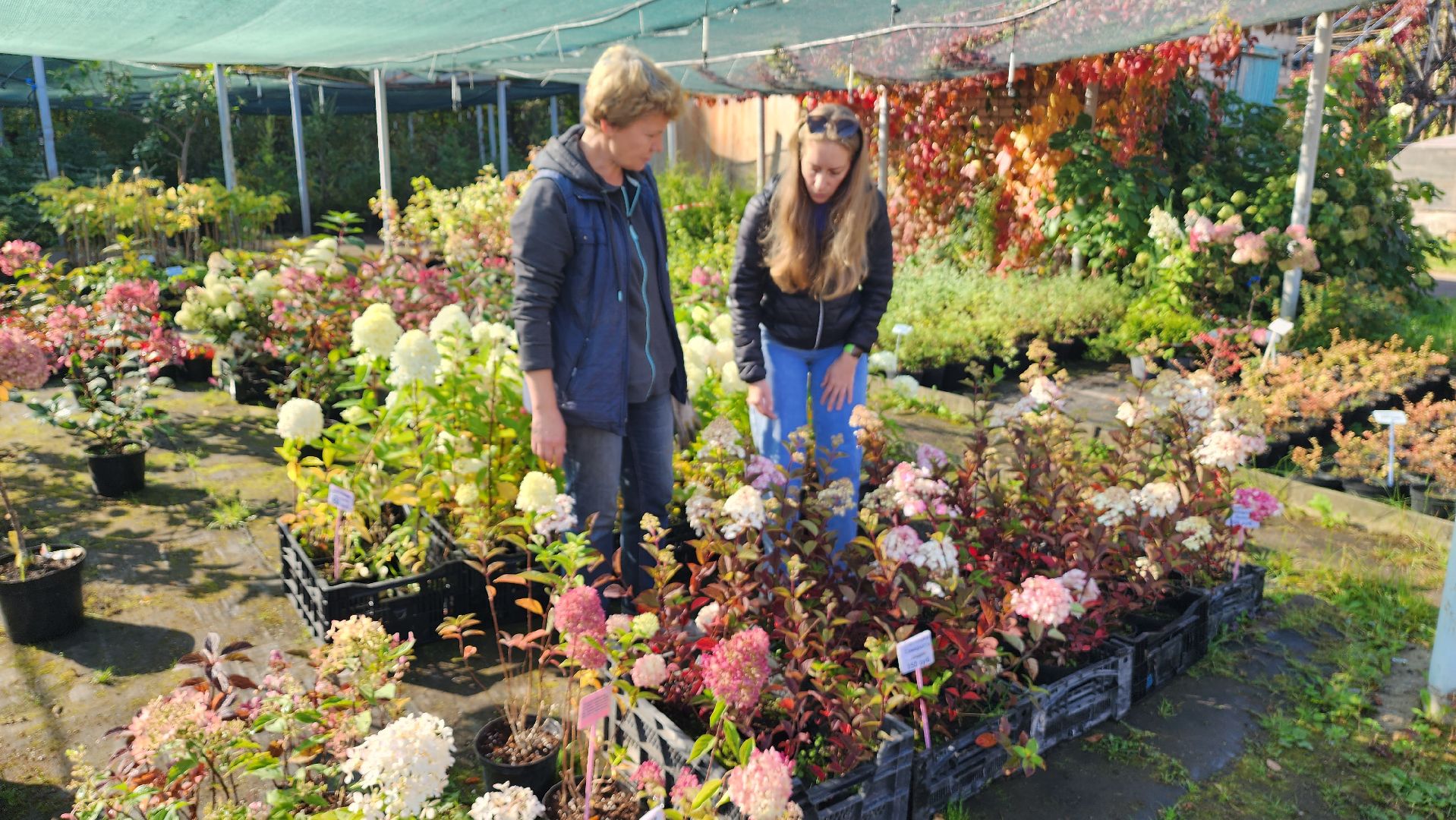 Подмосковье, городской округ пушкинский, Ивантеевка, сельское хозяйство,