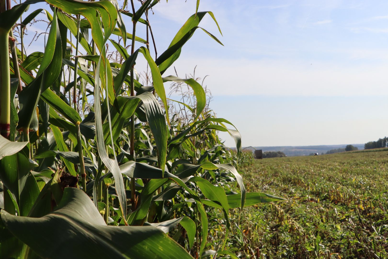 Серебряные Пруды, сельское хозяйство, подмосковье, корм,