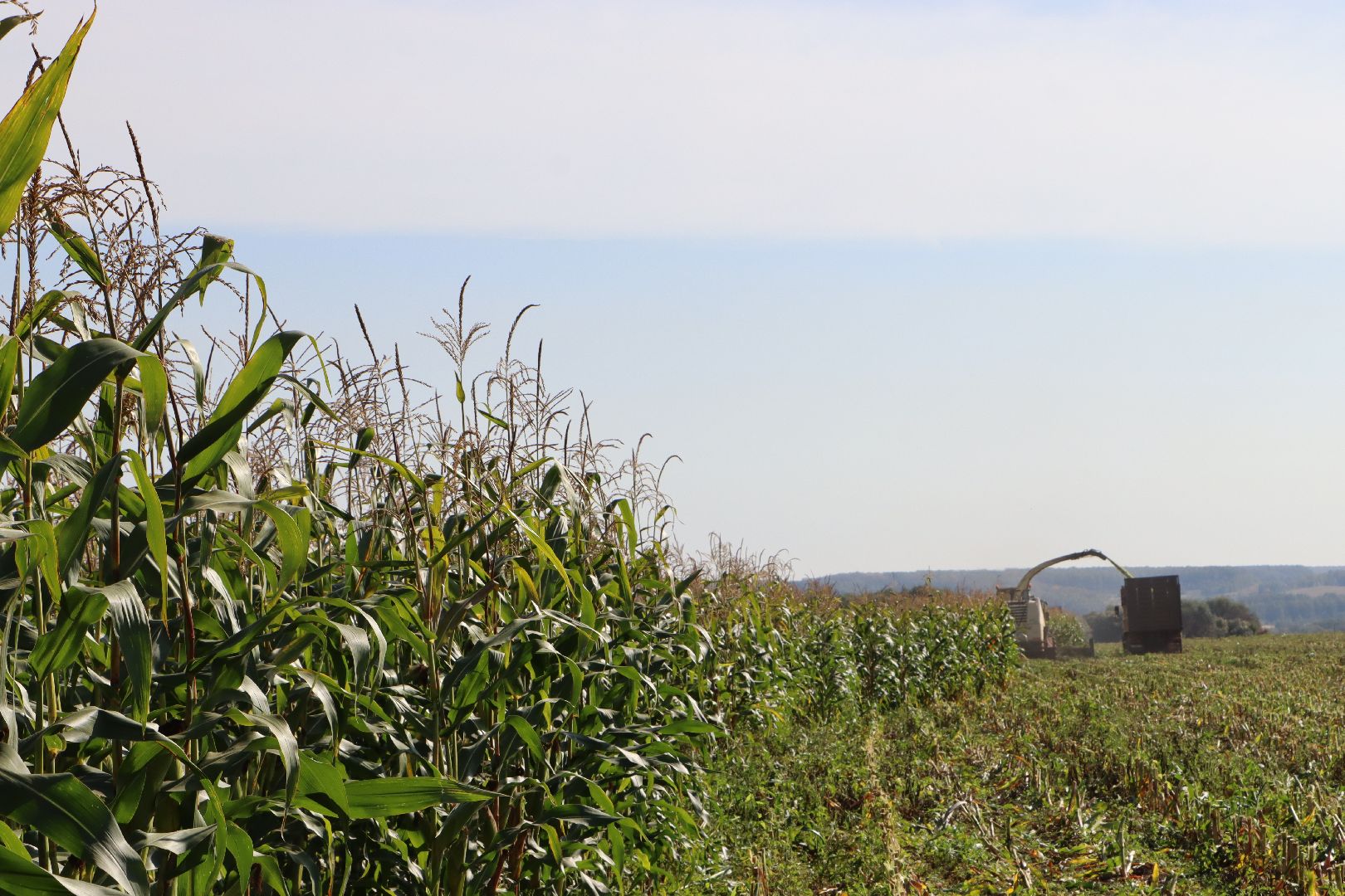 Серебряные Пруды, сельское хозяйство, подмосковье, корм,
