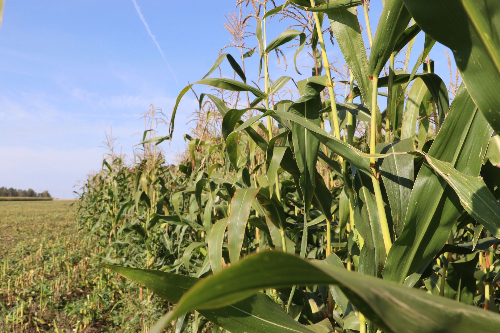 Серебряные Пруды, сельское хозяйство, подмосковье, корм,