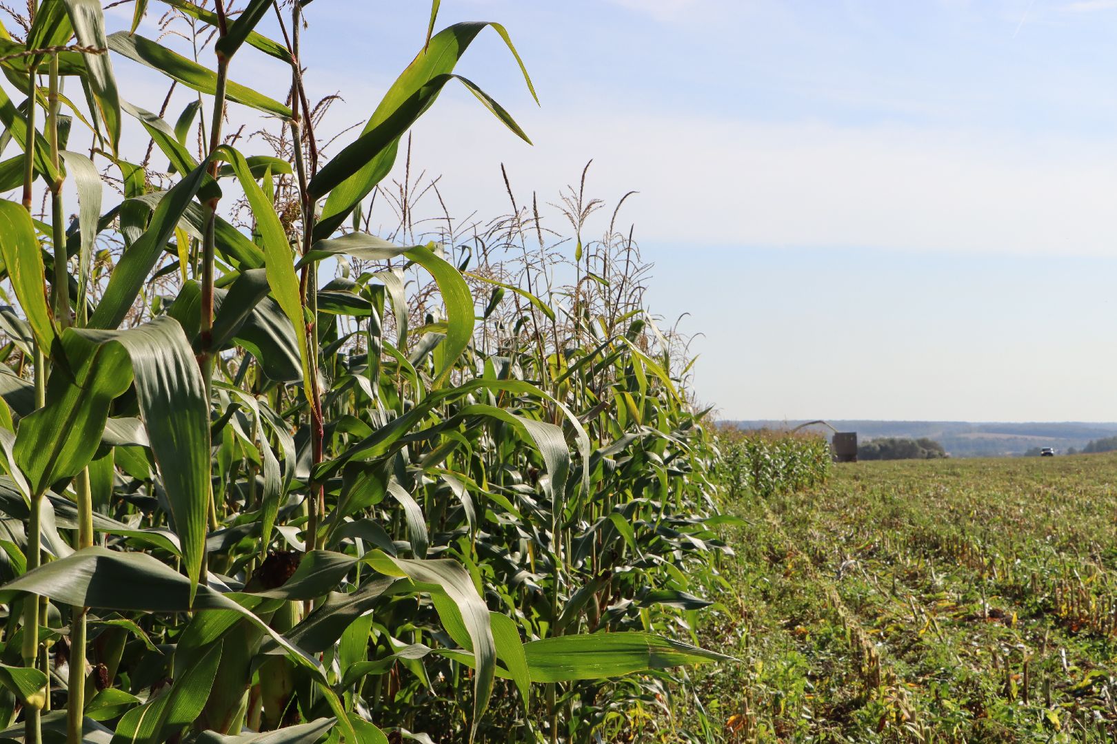 Серебряные Пруды, сельское хозяйство, подмосковье, корм,