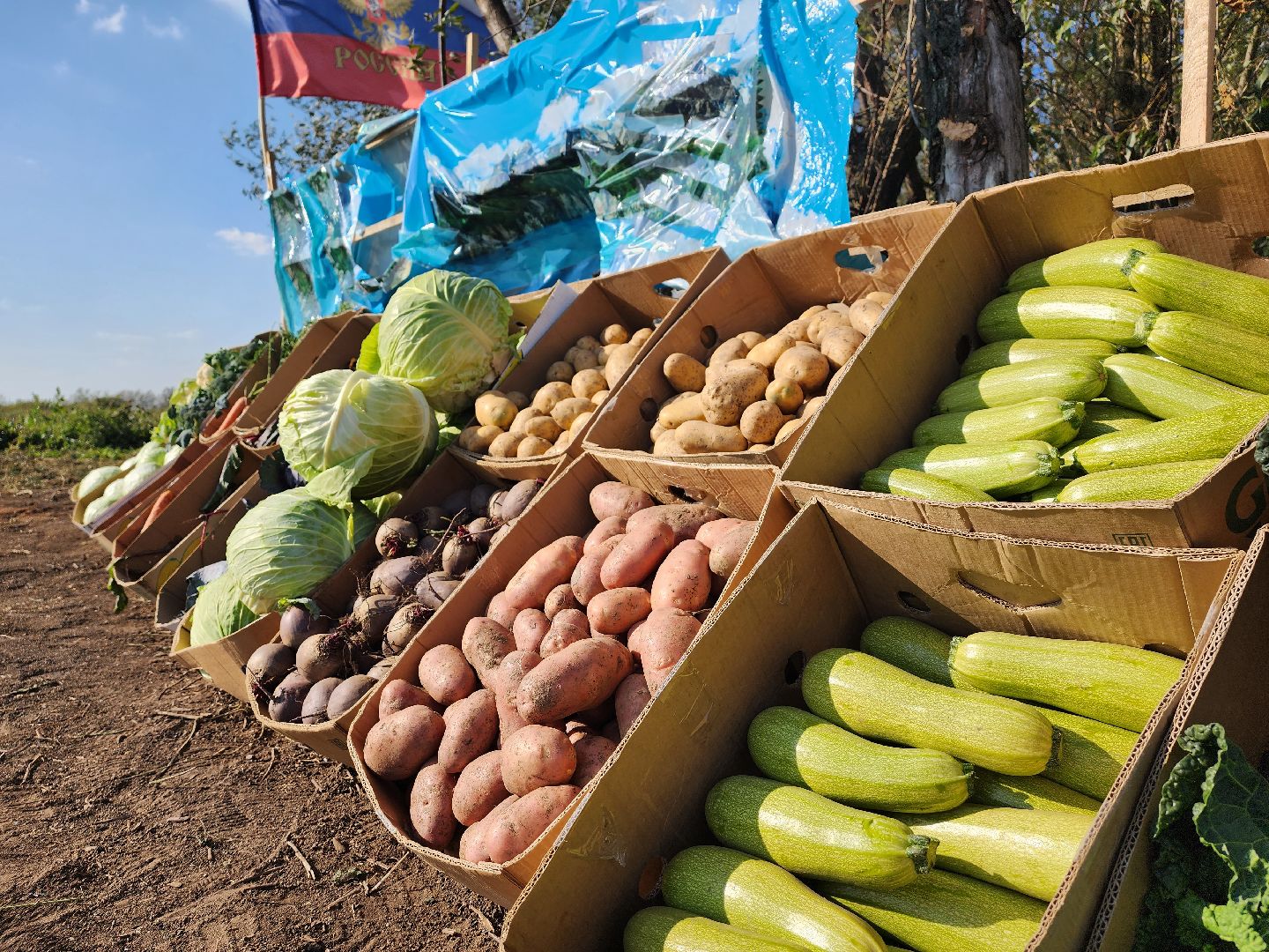 экономика, сельское хозяйство, воскресенск, овощи, урожай,