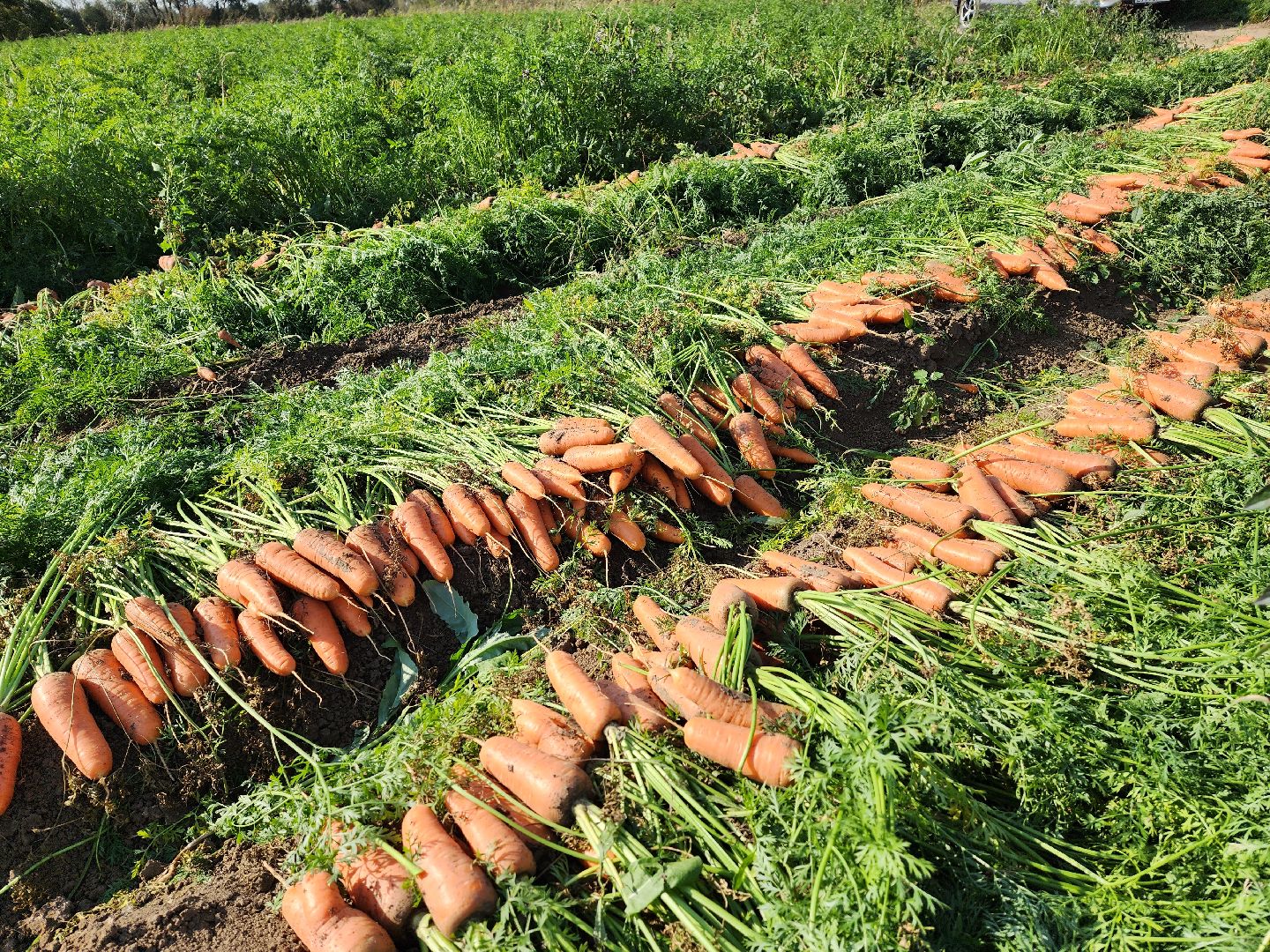 экономика, сельское хозяйство, воскресенск, овощи, урожай,