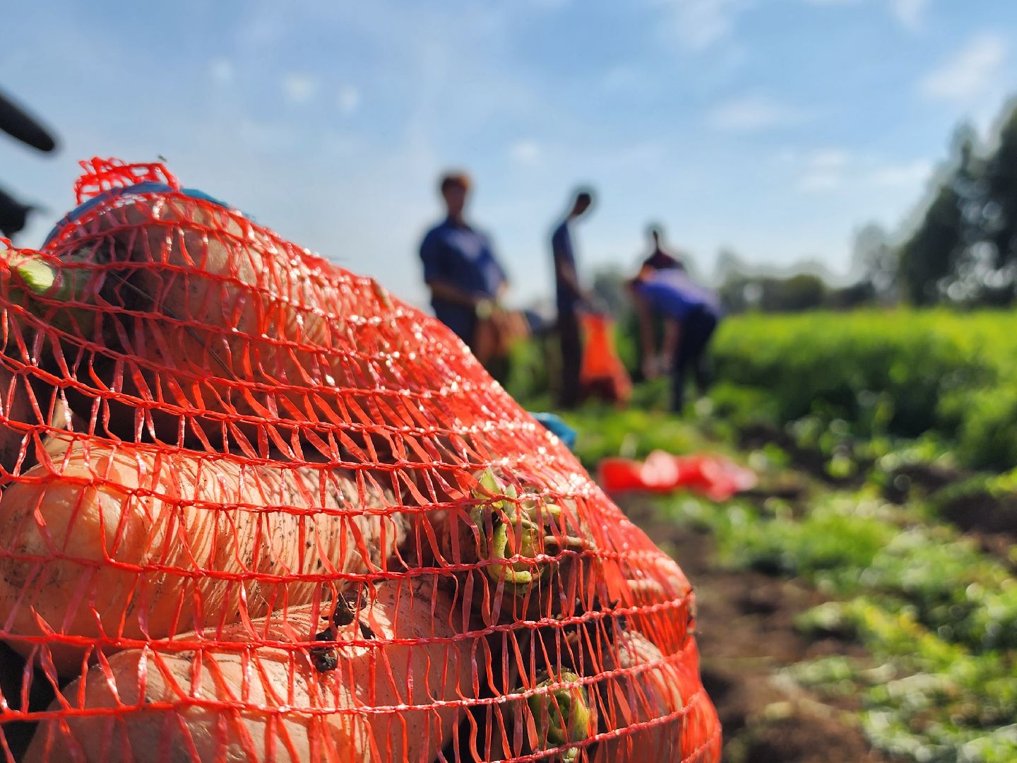 экономика, сельское хозяйство, воскресенск, овощи, урожай,