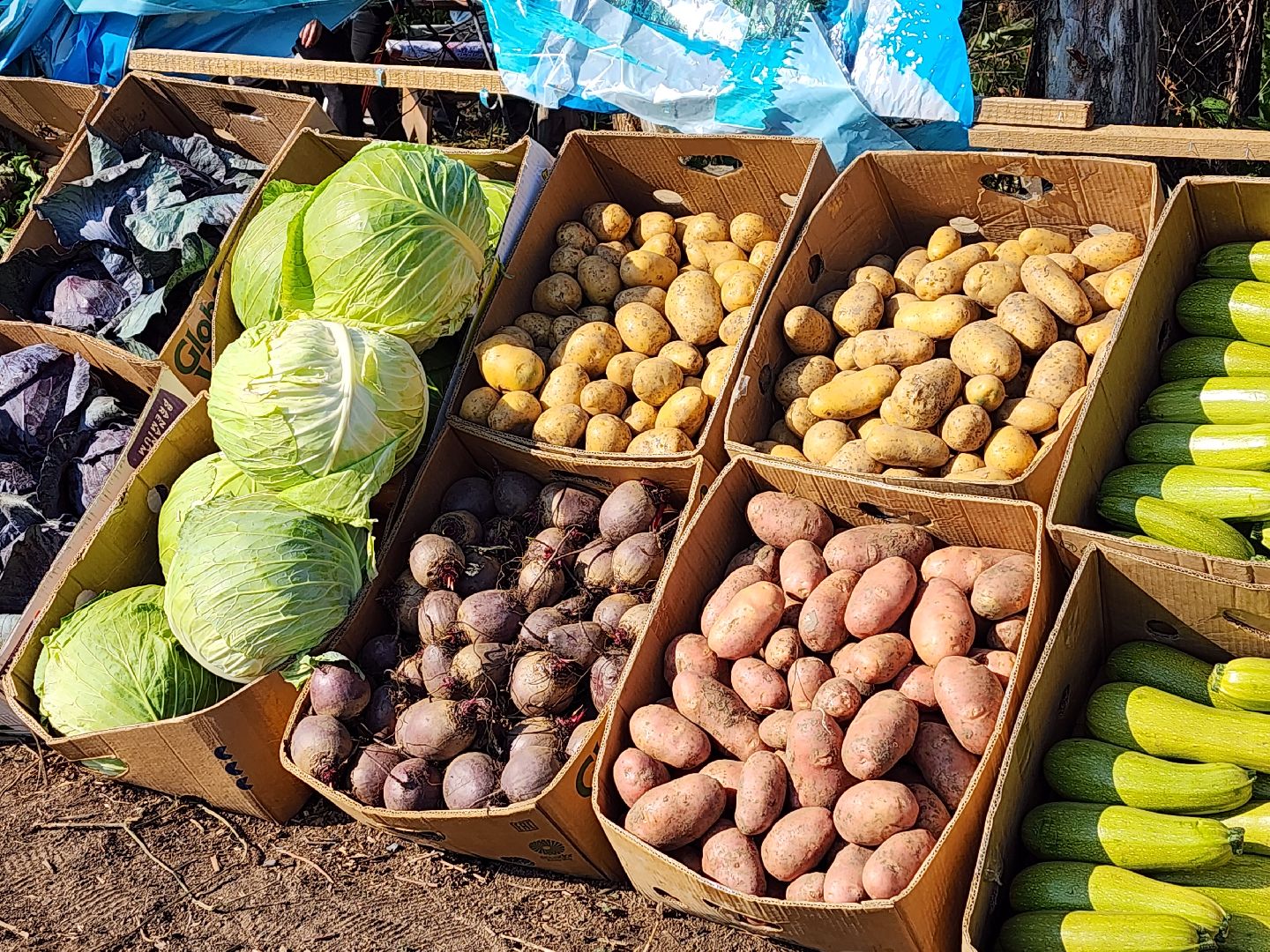 экономика, сельское хозяйство, воскресенск, овощи, урожай,