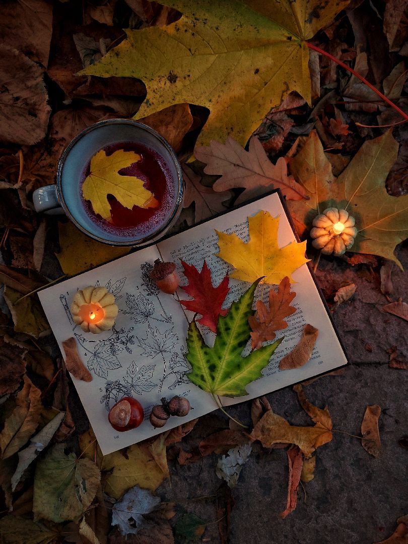 Осеннее равноденствие, Мабон, Осень,Защитный оберег,благополучие, здоровье, красота, деньги, удача, ворожба, колдовство, ведьма, ведунья, таролог, рябина, чай, сила, предсказания,