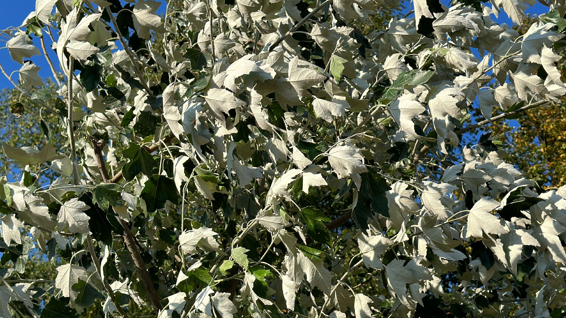 Одинцово, Благоустройство, Экология, Озеленение, Парк Союзный,