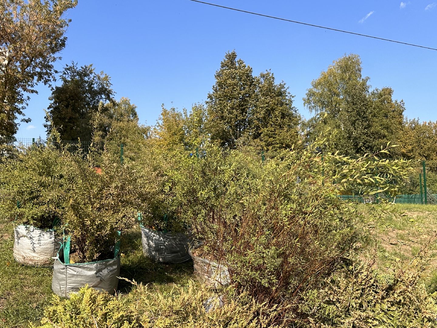 Одинцово, Благоустройство, Экология, Озеленение, Парк Союзный,