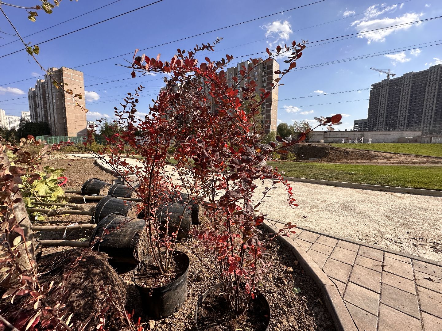 Одинцово, Благоустройство, Экология, Озеленение, Парк Союзный,