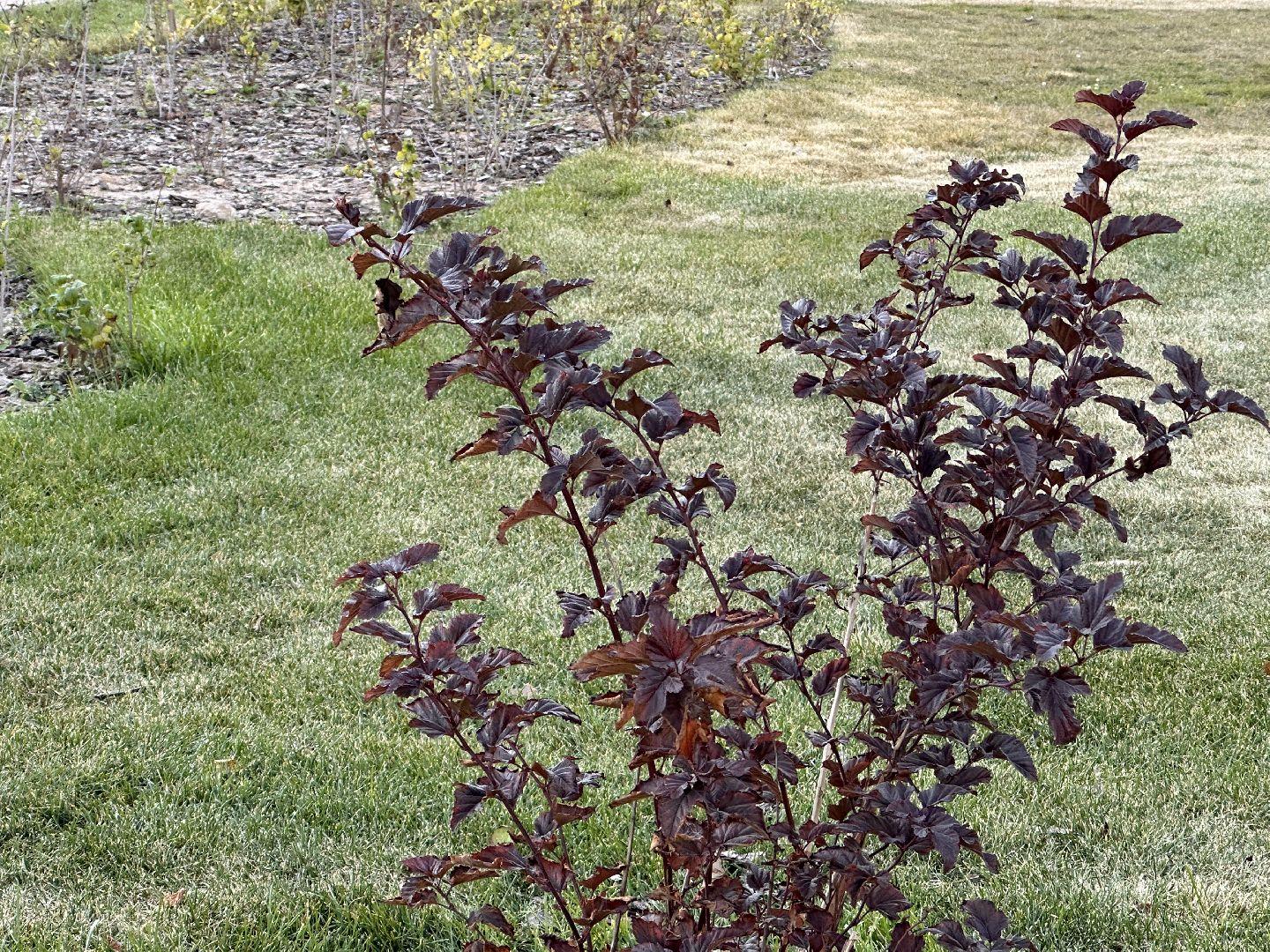 Одинцово, Лайм, клещевой энцефалит,