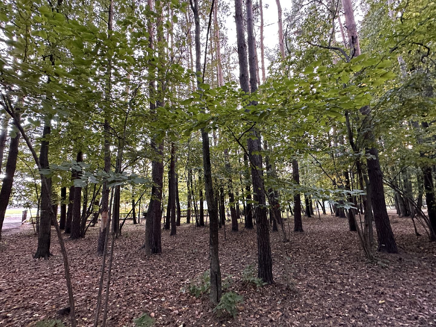 Одинцово, Лайм, клещевой энцефалит,