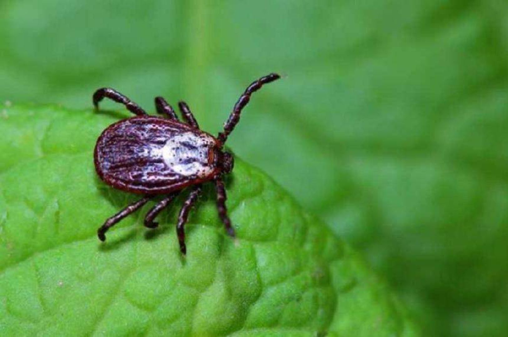 Одинцово, Лайм, клещевой энцефалит,