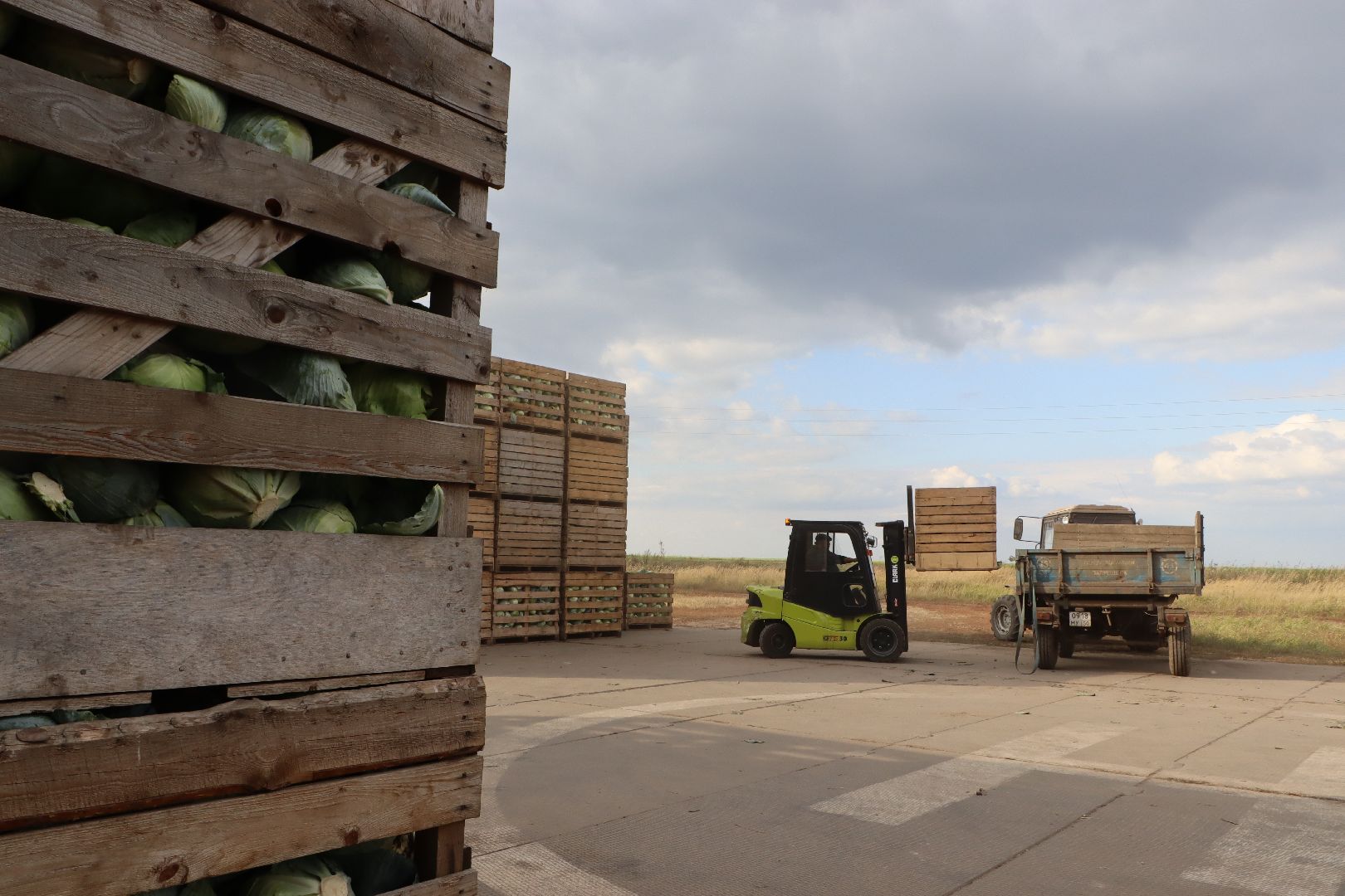 Серебряные Пруды, сельское хозяйство, овощи, еда, работа, природа, урожай,