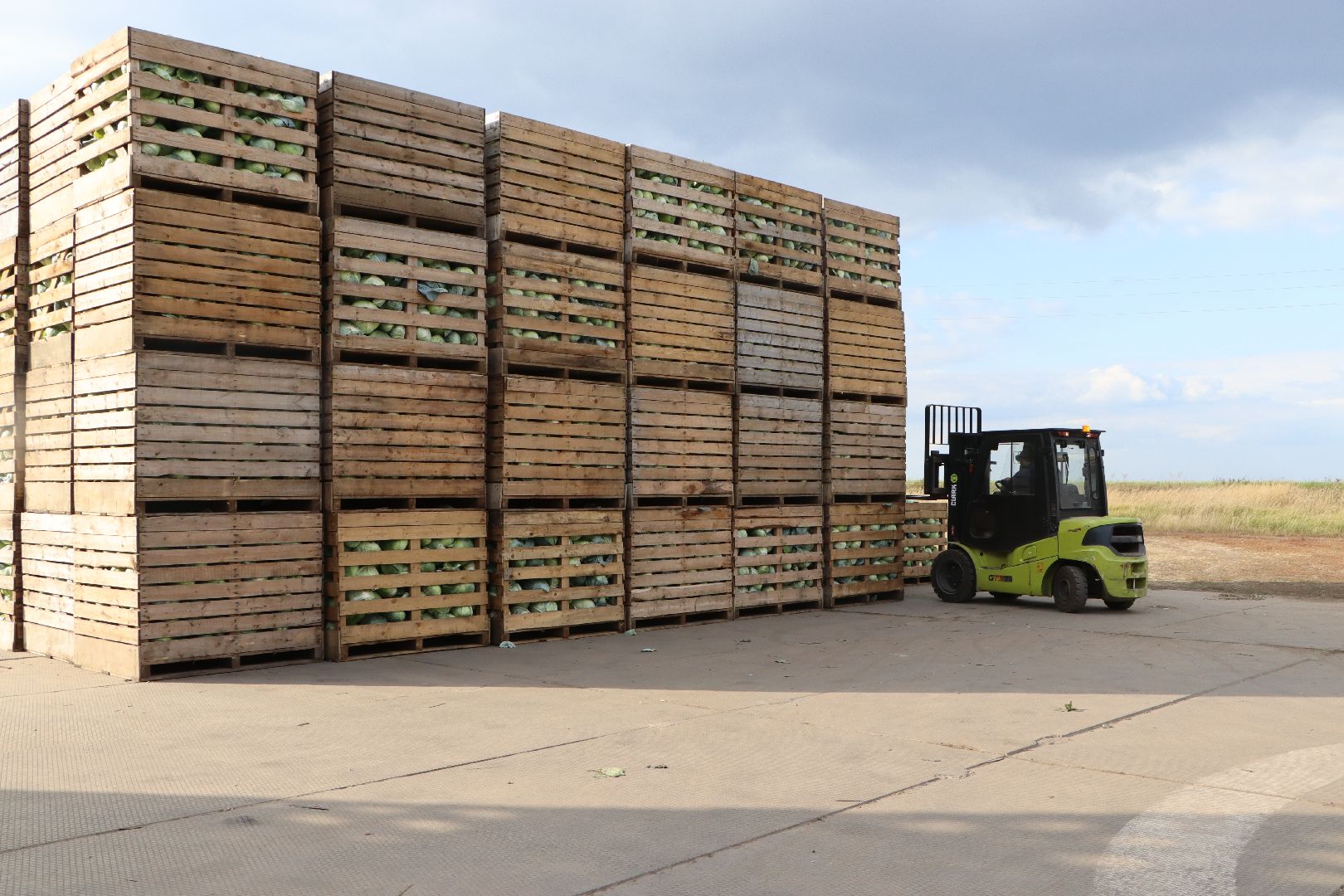 Серебряные Пруды, сельское хозяйство, овощи, еда, работа, природа, урожай,