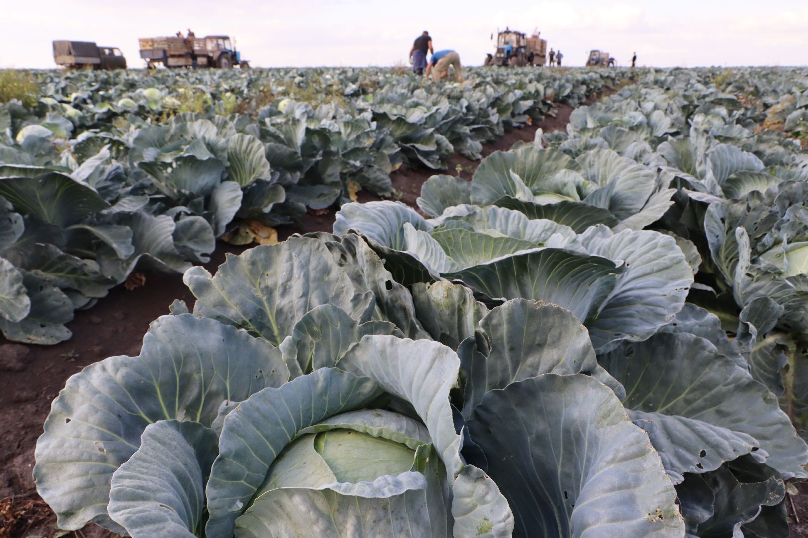 Серебряные Пруды, сельское хозяйство, овощи, еда, работа, природа, урожай,