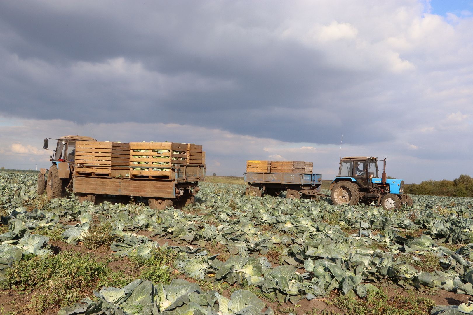 Серебряные Пруды, сельское хозяйство, овощи, еда, работа, природа, урожай,
