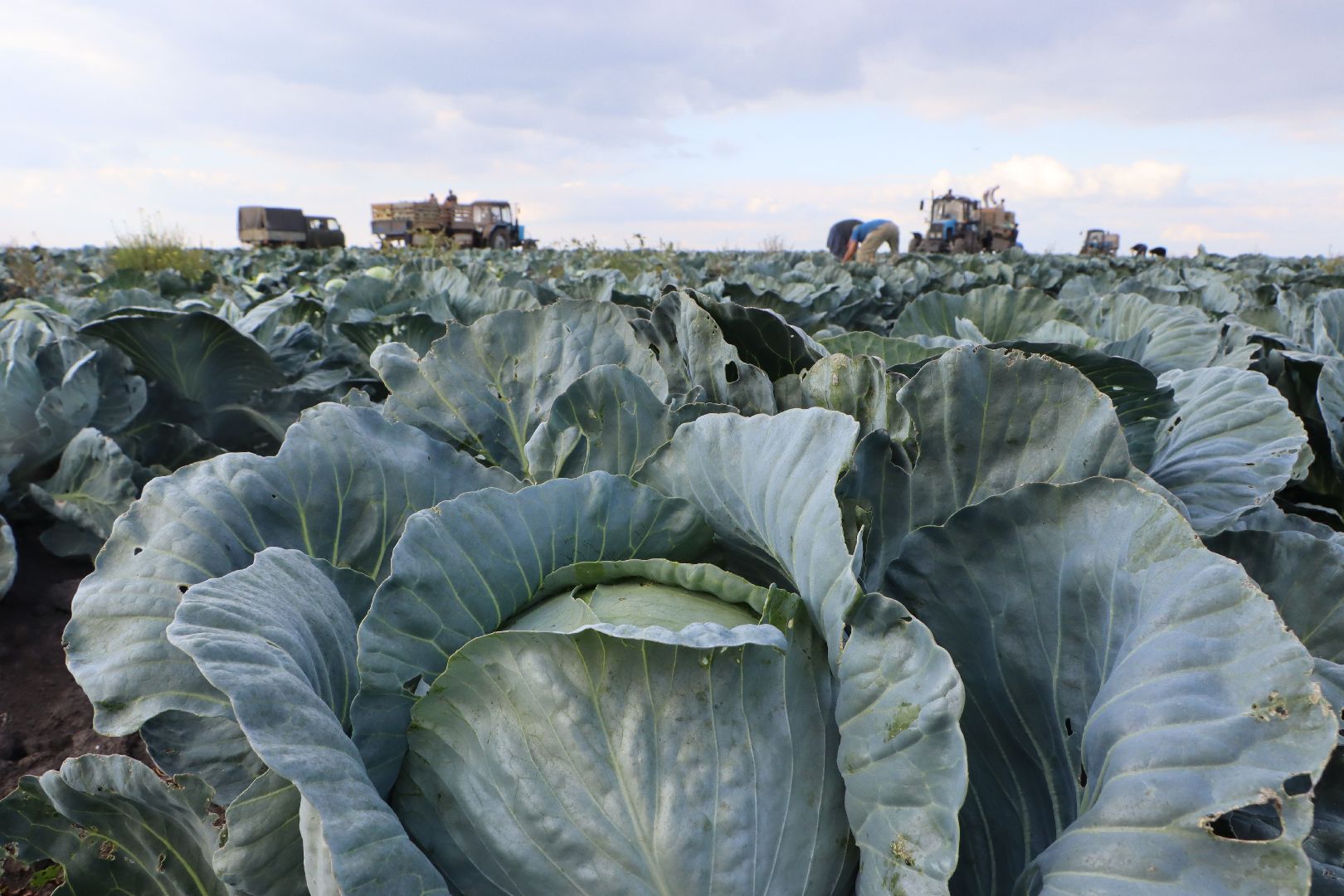 Серебряные Пруды, сельское хозяйство, овощи, еда, работа, природа, урожай,