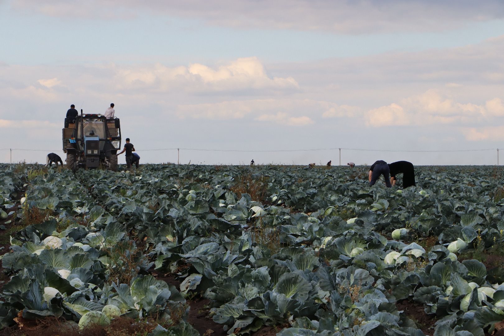 Серебряные Пруды, сельское хозяйство, овощи, еда, работа, природа, урожай,